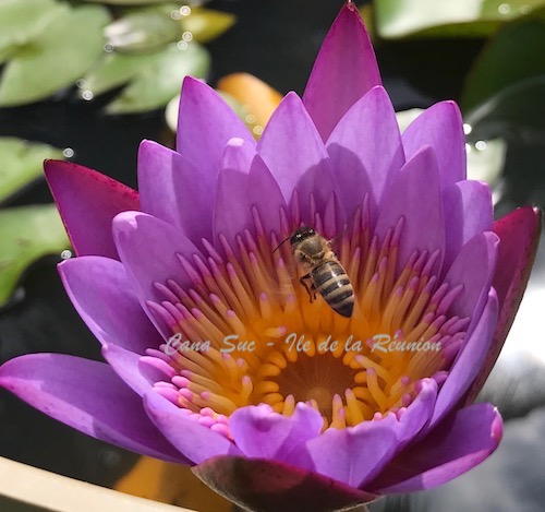 Abeille dans une fleur