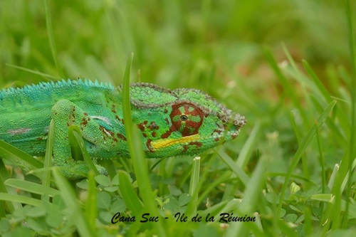 Caméléon