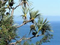 Pandanus - Vacoa - arbre à Pin-pin