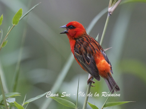 cardinal