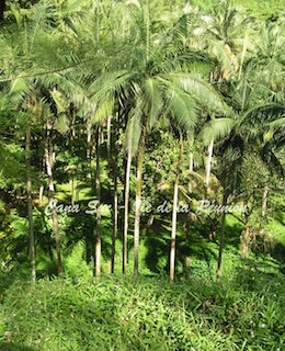 palmisterouge