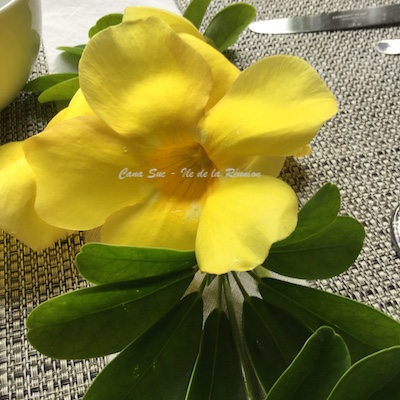 Allamanda