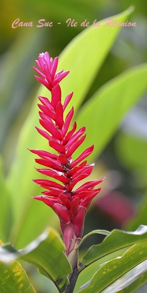 Alpinia