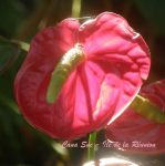 Anthurium