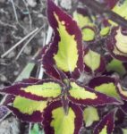 Coleus