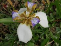 Iris