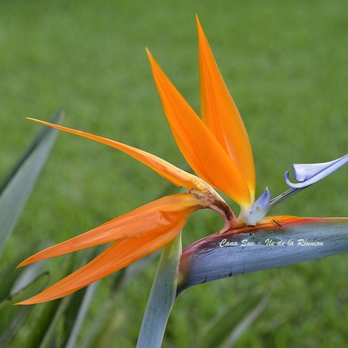 Strelitzia